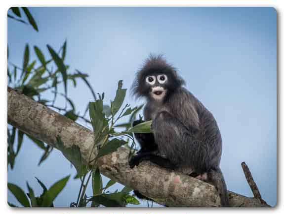  Tripura State animal, Phayre's leaf monkey, Trachypithecus phayrei